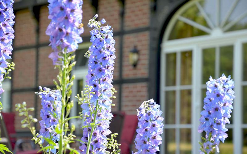 bauernhof-barkmann-ferienwohnung-ladbergen-blumen.jpg